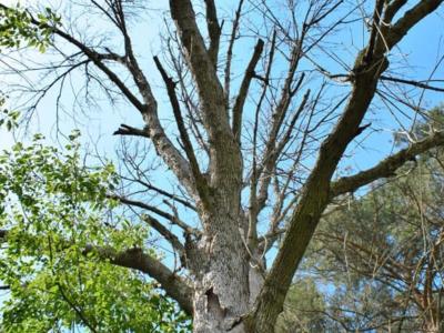 Dying Ash Tree
