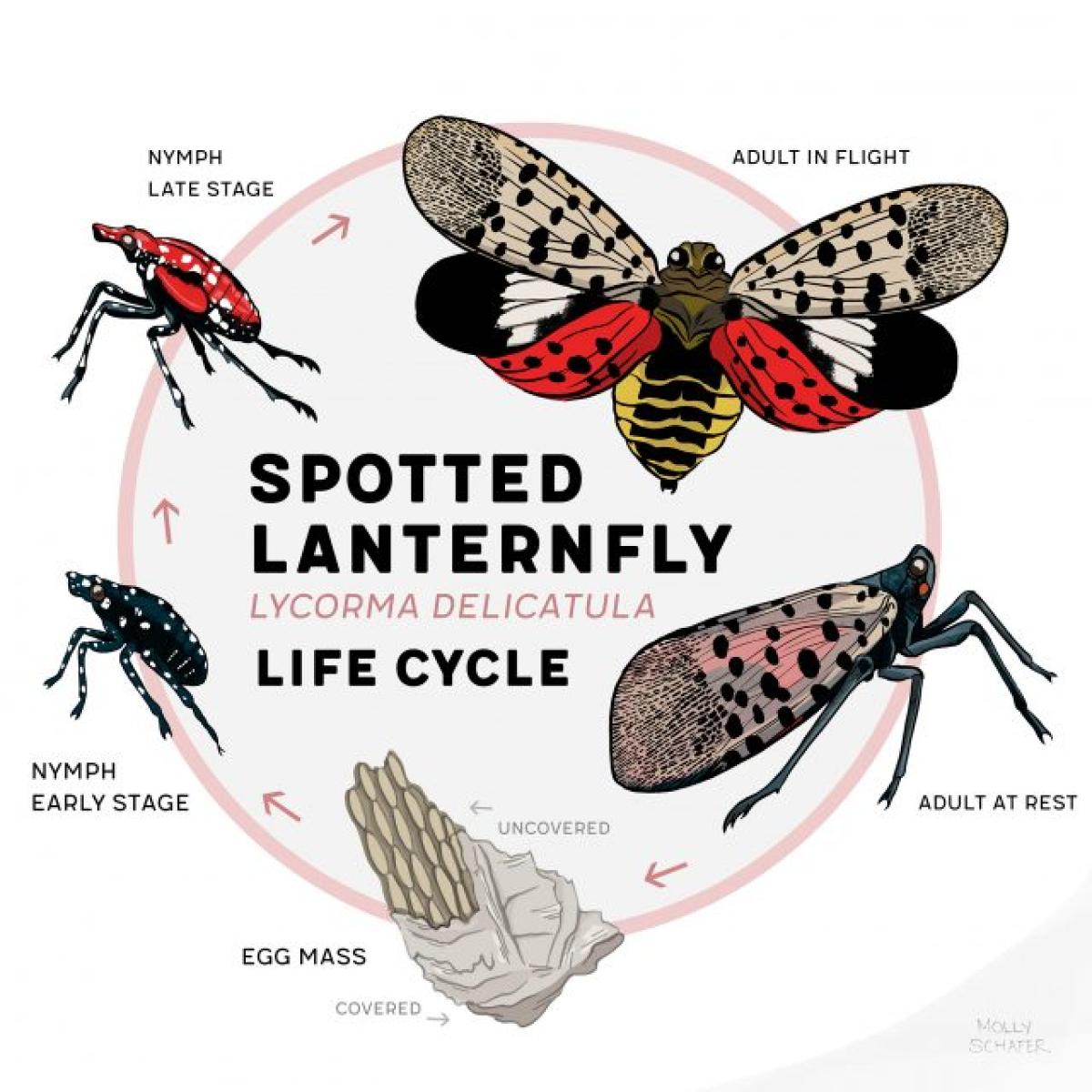 Spotted Lanternfly Lifecycle
