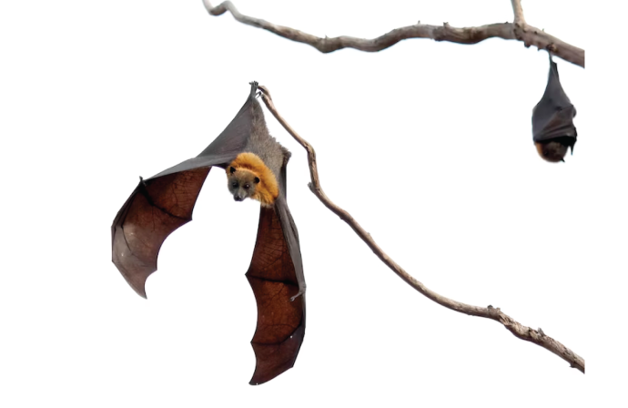 Bats (animal)